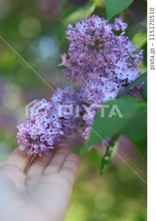bushes of blooming lilac in city, beautiful purple flowering trees in park or in meadow 115170510