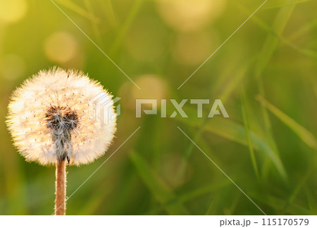 White dandelion in a field on a green background in the grass. The morning sun illuminates the wild flower. Close-up. Nature. 115170579