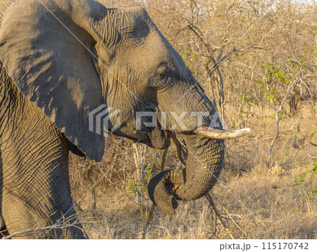 Close Up Elephant With Curled Trunk Eating in the Undergrowth, South Africa 115170742