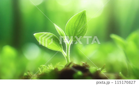 土から生まれたたばかりの新芽 115170827