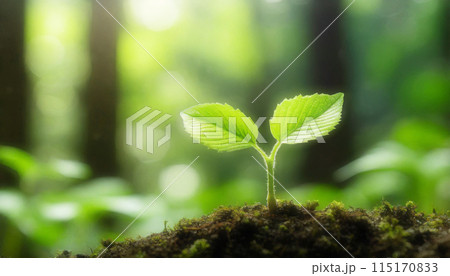 土から生まれたたばかりの新芽 土から生まれたたばかりの新芽 115170833