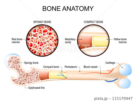 Bone anatomy. Femur structure. 115170947