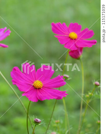 秋の花 ショッキングピンクのコスモス 秋の花 ショッキングピンクのコスモス 115171039