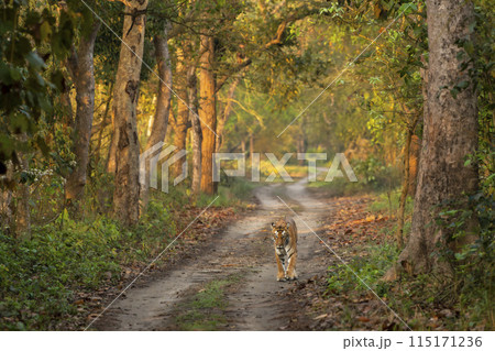 wild female tiger or panthera tigris or tigress a showstopper on morning stroll walking head on in her territory in natural scenic background pilibhit national park forest reserve uttar pradesh india wild female tiger or panthera tigris or tigress a showstopper on morning stroll walking head on in her territory in natural scenic background pilibhit national park forest reserve uttar pradesh india 115171236