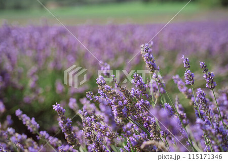 Field of lavender in Drome France with green hill backdrop. Beautiful summer landscape on a bright sunny day. Eco responsible sourcing of essential oils and makeup ingredients Field of lavender in Drome France with green hill backdrop. Beautiful summer landscape on a bright sunny day. Eco responsible sourcing of essential oils and makeup ingredients 115171346