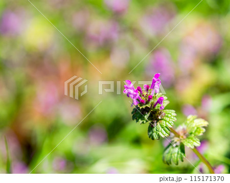 春の野原に咲くホトケノザのピンクの花 春の野原に咲くホトケノザのピンクの花 115171370