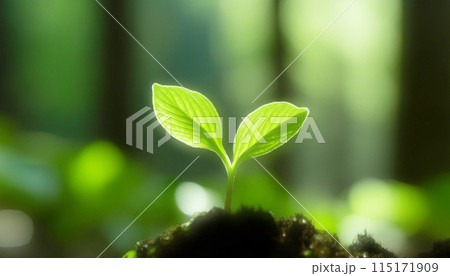 生まれたたばかりの新芽 115171909
