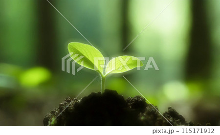 生まれたたばかりの新芽 115171912