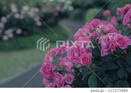 美しいバラ 美しいバラ 115171980