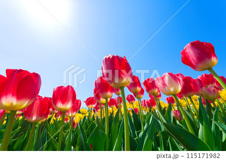 【大阪府】4月・さわやかな青空、満開のチューリップで賑わう緑のミュージアムハーベストの丘 115171982