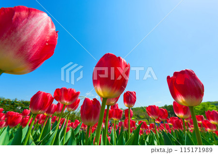 【大阪府】4月・さわやかな青空、満開のチューリップで賑わう緑のミュージアムハーベストの丘 115171989