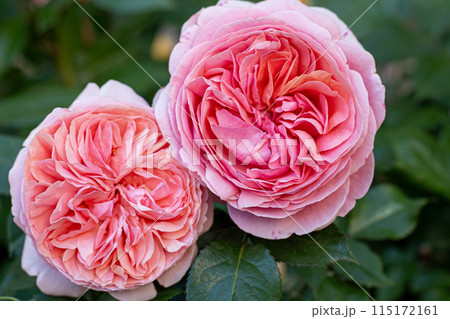 David Austin pink rose bud in the garden. Flower petals 115172161