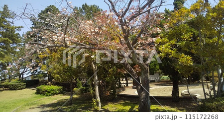 八重の桜は遅咲きのサクラ 115172268