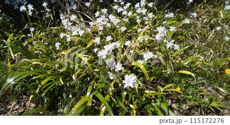 お寺さんに関係有りそうな名前のシャガの花 お寺さんに関係有りそうな名前のシャガの花 115172276