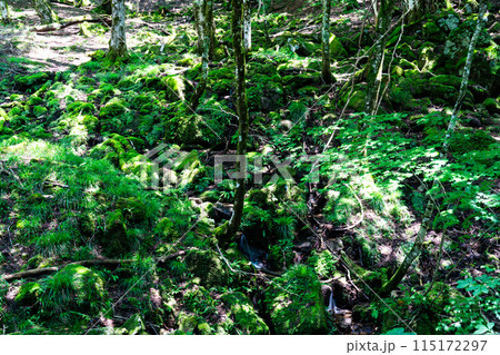 夏の若杉天然林　苔むす渓流　岡山県英田郡西粟倉村 115172297
