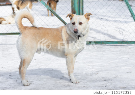 A mongrel dog in the snow on a winter day 115172355