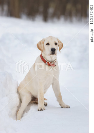 Young labrador observing winter grounds in the nature.. Young labrador observing winter grounds in the nature.. 115172403