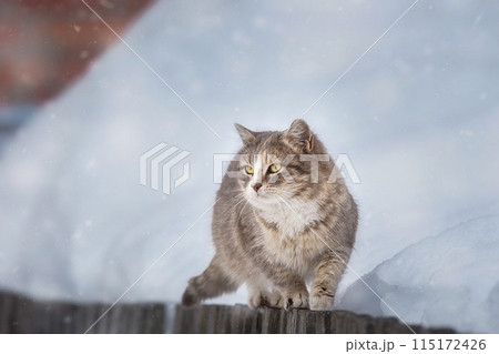 Cat outdoors in snowy winter. Cat siting in snow near fir tree... 115172426