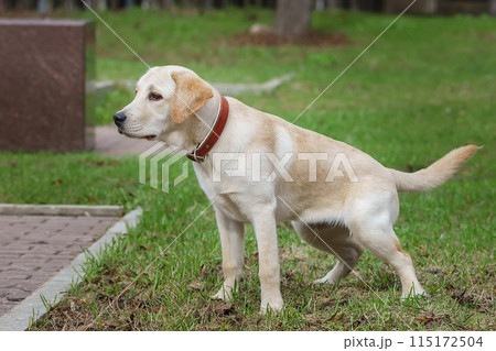 Beautiful puppy Labrador pisses on the lawn 115172504