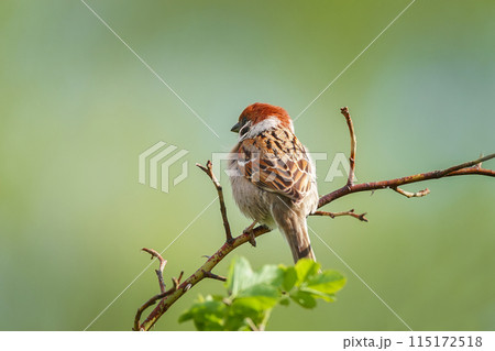 closeup of a House sparrow standing on a tree.... closeup of a House sparrow standing on a tree.... 115172518