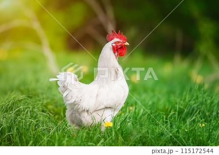 cute rooster crowing on the farm... cute rooster crowing on the farm... 115172544