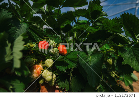 growing strawberries in a greenhouse, picking and harvesting fruits, organic farming 115172671