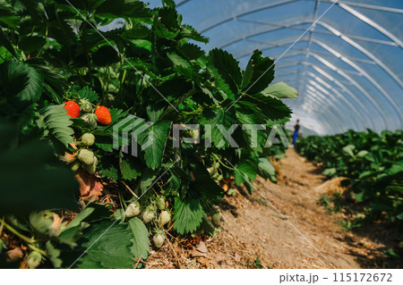 growing strawberries in a greenhouse, picking and harvesting fruits, organic farming 115172672