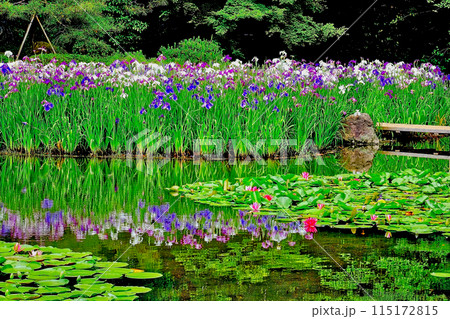 京都　平安神宮の花菖蒲 115172815