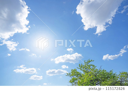 初夏の雲と木立 115172826