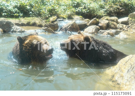 北海道 サホロリゾートベア・マウンテン 北海道 サホロリゾートベア・マウンテン 115173091