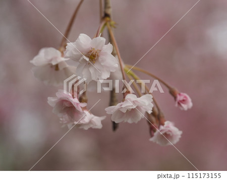 春の花　桜　枝垂れ桜	 115173155