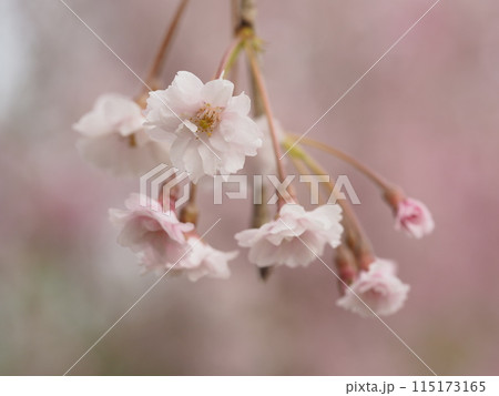 春の花　桜　枝垂れ桜	 115173165