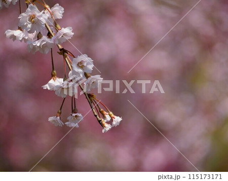 春の花　桜　枝垂れ桜	 115173171