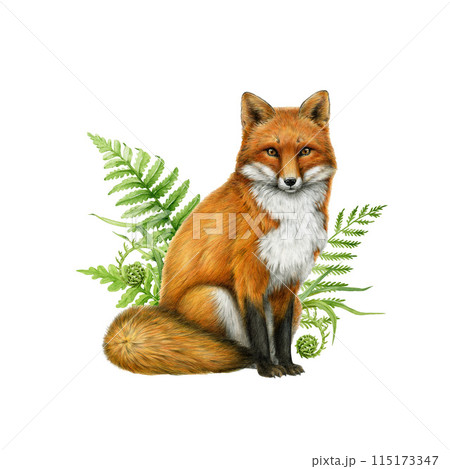 Red fox with green fern and grass painted illustration. Hand drawn vintage style watercolor illustration. Cute fox wildlife nature forest animal the green grass decor. Isolated on white background 115173347