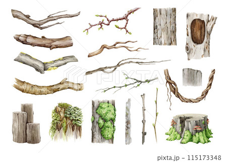 Natural wood elements painted set. Watercolor illustration. Hand drawn branch, twig, hollow timber, vine, stump natural element collection. Tree parts on white background 115173348