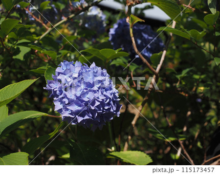 日ざしを浴びた青いアジサイ（吉野川上流の紫陽花） 115173457