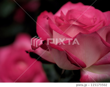 5月に咲いたピンク色の美しいバラの花「聖火」 5月に咲いたピンク色の美しいバラの花「聖火」 115173502