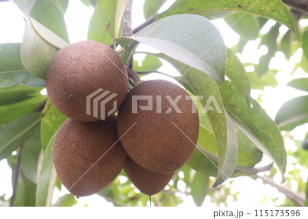 Sapodilla on tree in farm for harvest Sapodilla on tree in farm for harvest 115173596