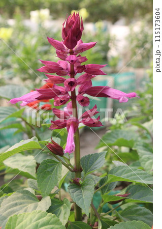 Scarlet Sage flower plant on nursery Scarlet Sage flower plant on nursery 115173604