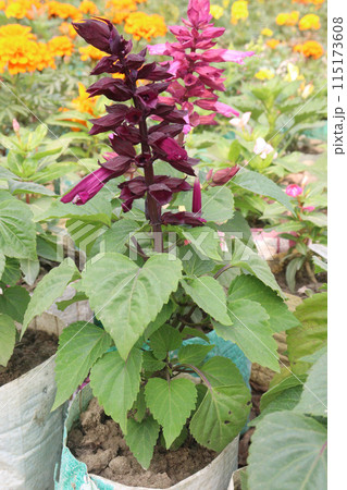 Scarlet Sage flower plant on nursery Scarlet Sage flower plant on nursery 115173608