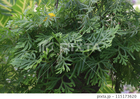 Selaginella is a medicinal plant in the wild 115173620