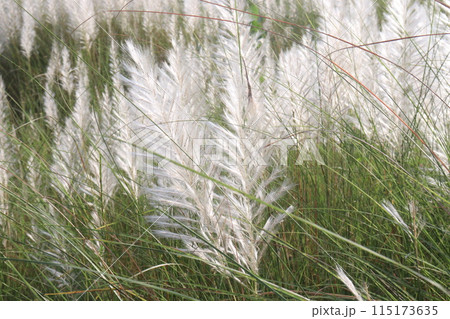 Saccharum spontaneum flower plant on jungle Saccharum spontaneum flower plant on jungle 115173635