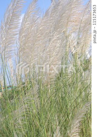 Saccharum spontaneum flower plant on jungle Saccharum spontaneum flower plant on jungle 115173653