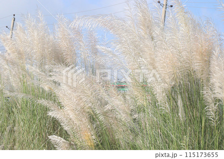 Saccharum spontaneum flower plant on jungle Saccharum spontaneum flower plant on jungle 115173655