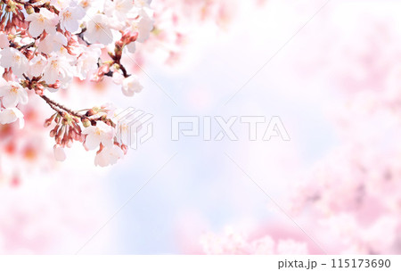 Horizontal banner with sakura flowers of pink color on blue sky backdrop. Beautiful nature spring background with a branch of blooming sakura. Sakura blossoming season in Japan 115173690