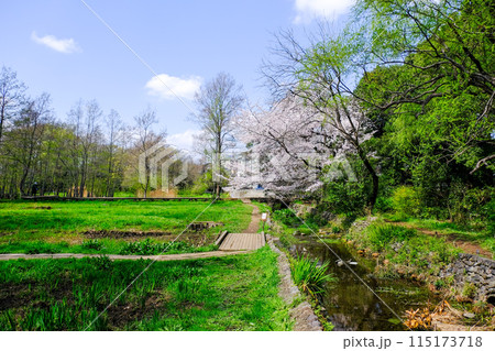 東京都　立川市　春　矢川緑地保全地域 115173718