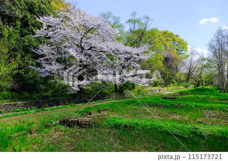 東京都 立川市 春 矢川緑地保全地域 東京都 立川市 春 矢川緑地保全地域 115173721