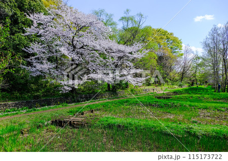 東京都 立川市 春 矢川緑地保全地域 東京都 立川市 春 矢川緑地保全地域 115173722