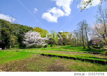東京都 立川市 春 矢川緑地保全地域 東京都 立川市 春 矢川緑地保全地域 115173728