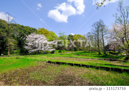 東京都　立川市　春　矢川緑地保全地域 115173730